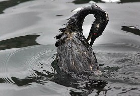 Страдают животные